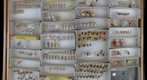 Membracidae 1