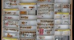 Membracidae 3