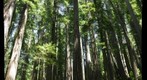boy scout tree trail redwood trees