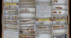 Membracidae 4
