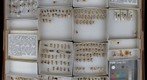 Membracidae 6