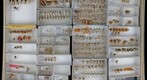 Membracidae 2