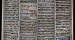 Membracidae 13