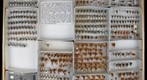 Membracidae 14