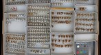 Membracidae 10