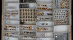 Membracidae 18