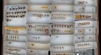 Membracidae 14.1