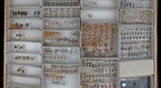 Membracidae 19