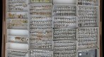Membracidae 21
