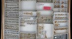 Membracidae 22
