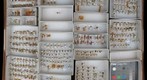 Membracidae 23