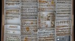 Membracidae 24