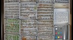 Membracidae 25