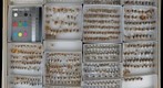 Membracidae 26