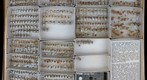Membracidae 27