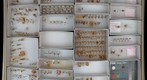 Membracidae 28