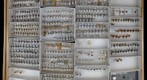 Membracidae 37