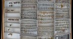 Membracidae 38