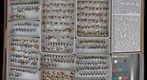 Membracidae 40