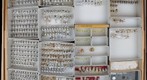 Membracidae 20