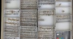 Membracidae 42