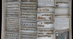 Membracidae 41