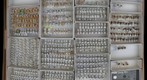 Membracidae 35
