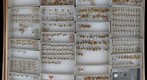 Membracidae 34