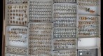 Membracidae 33