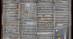 Membracidae 31