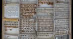 Membracidae 30