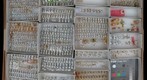 Membracidae 29