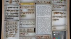 Membracidae 46