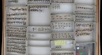 Membracidae 44