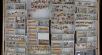 Cicadellidae 2