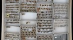 Membracidae 43.1