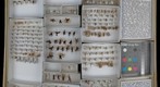 Ichneumonidae 12.1