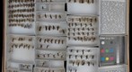 Ichneumonidae 23