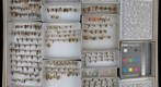 Ichneumonidae 12