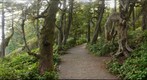 The Enchanted Forest