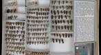 Tiphiidae 1
