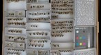 Chrysididae 2