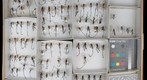 Pelecinidae