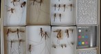 Ichneumonidae 36