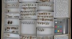Ichneumonidae 34
