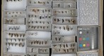 Ichneumonidae 24
