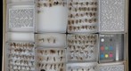 Ichneumonidae 30