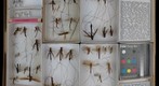 Ichneumonidae 35