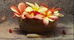 Plumeria flowers from the trees along my street