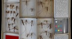 Ichneumonidae 35.1